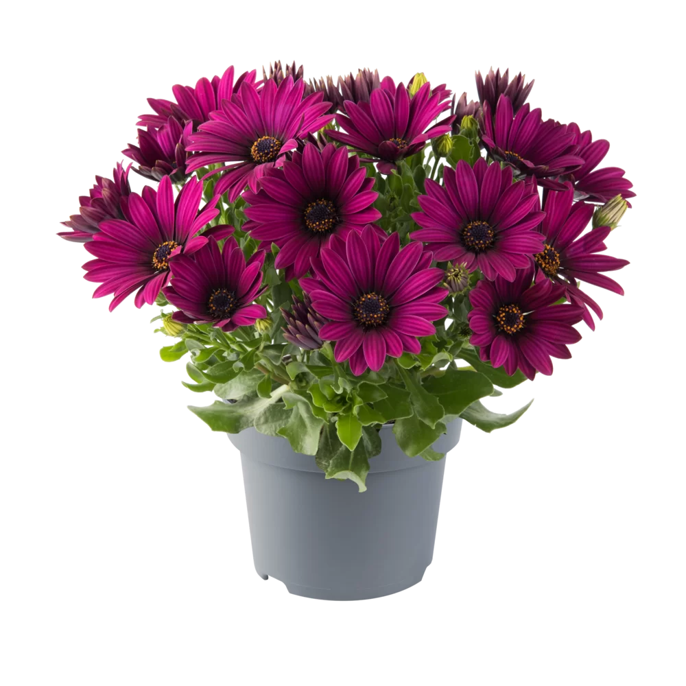 Osteospermum ecklonis Dalina® Bright Purple
