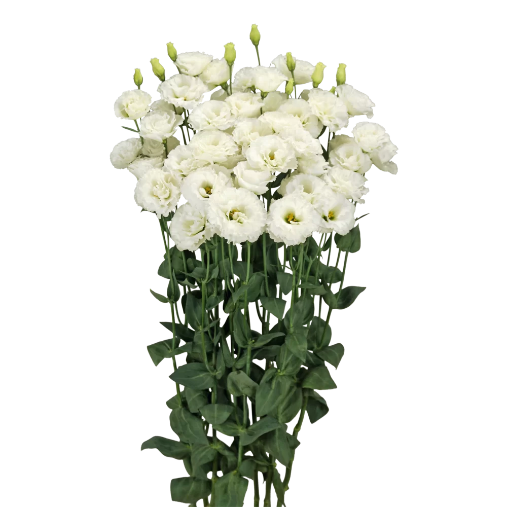 Lisianthus grandiflorum Celeb 1 Chrystal F17 308