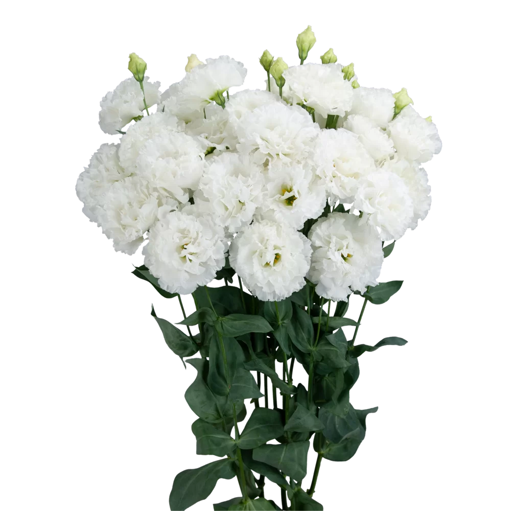 Lisianthus grandiflorum Sabrina 1 White