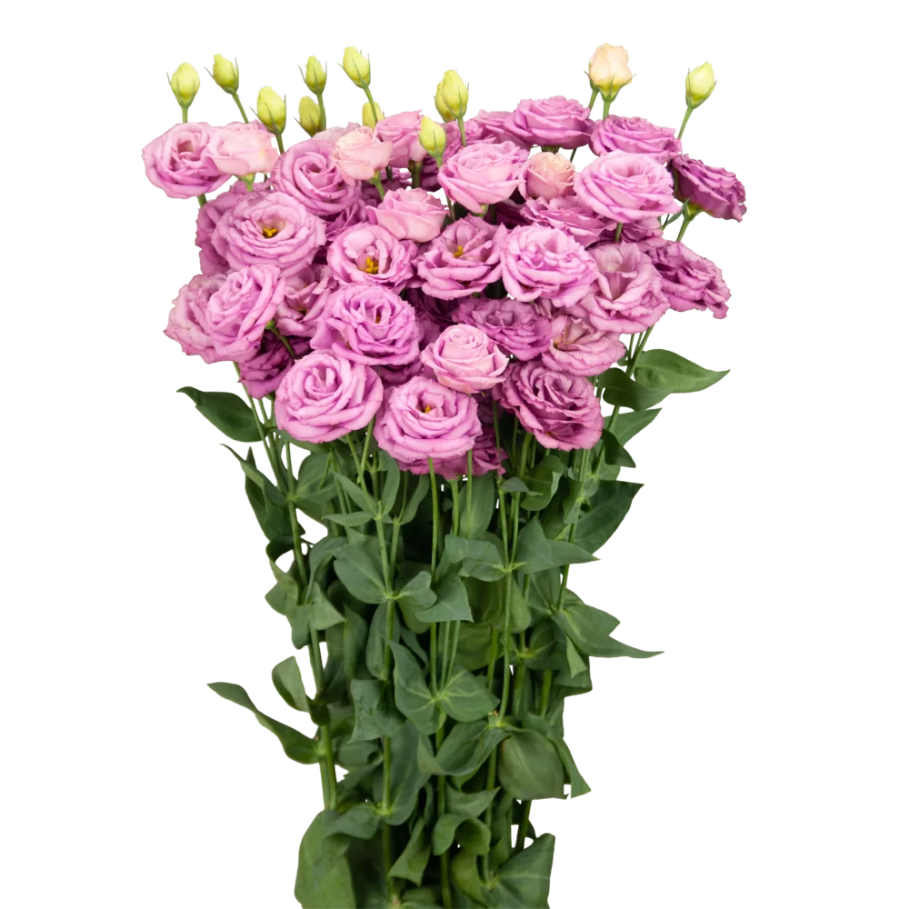 Lisianthus grandiflorum Arosa 2 Lilac