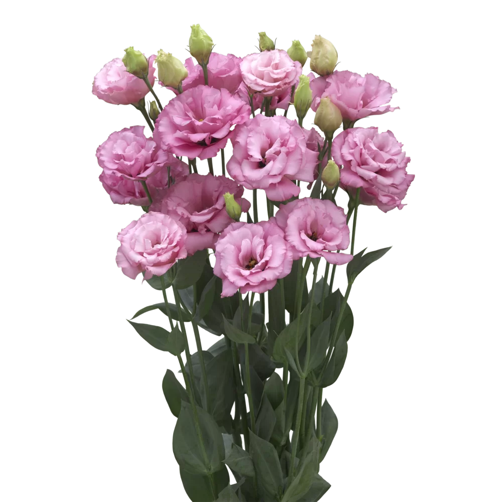 Lisianthus grandiflorum Arena 3 Rose