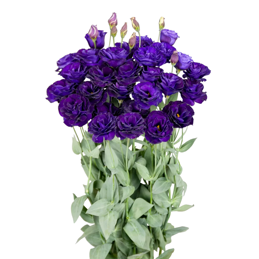 Lisianthus grandiflorum Megalo 3 Purple