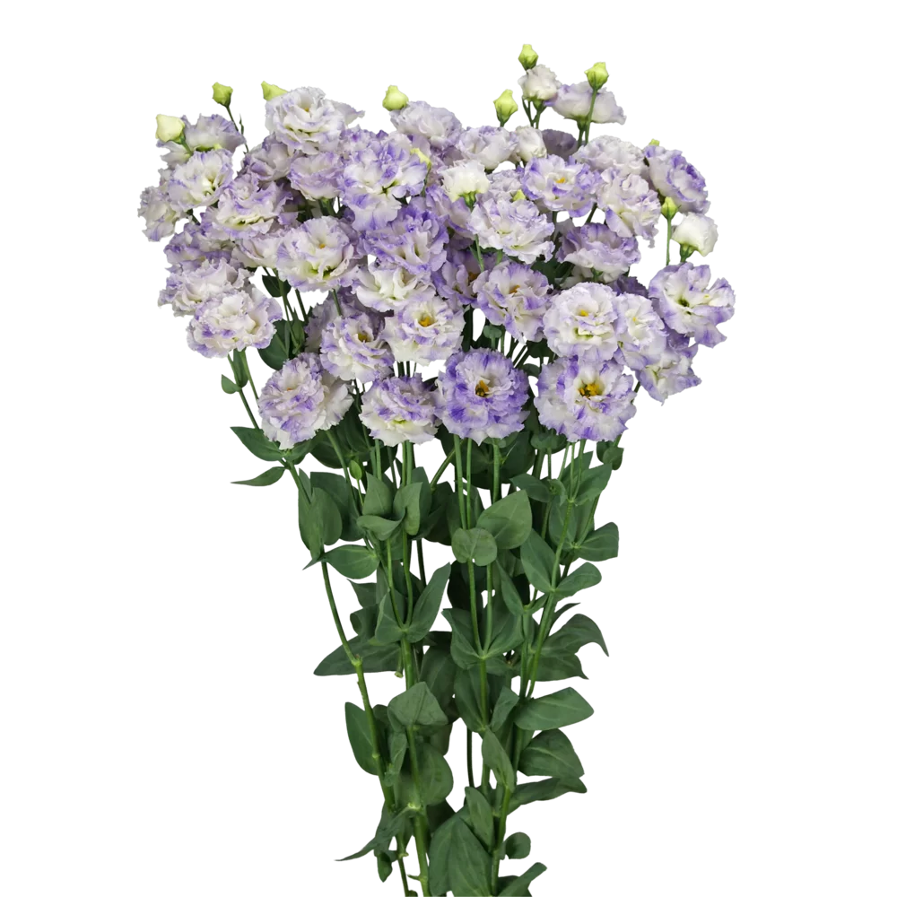Lisianthus grandiflorum Sabrina 2 Blue Flash