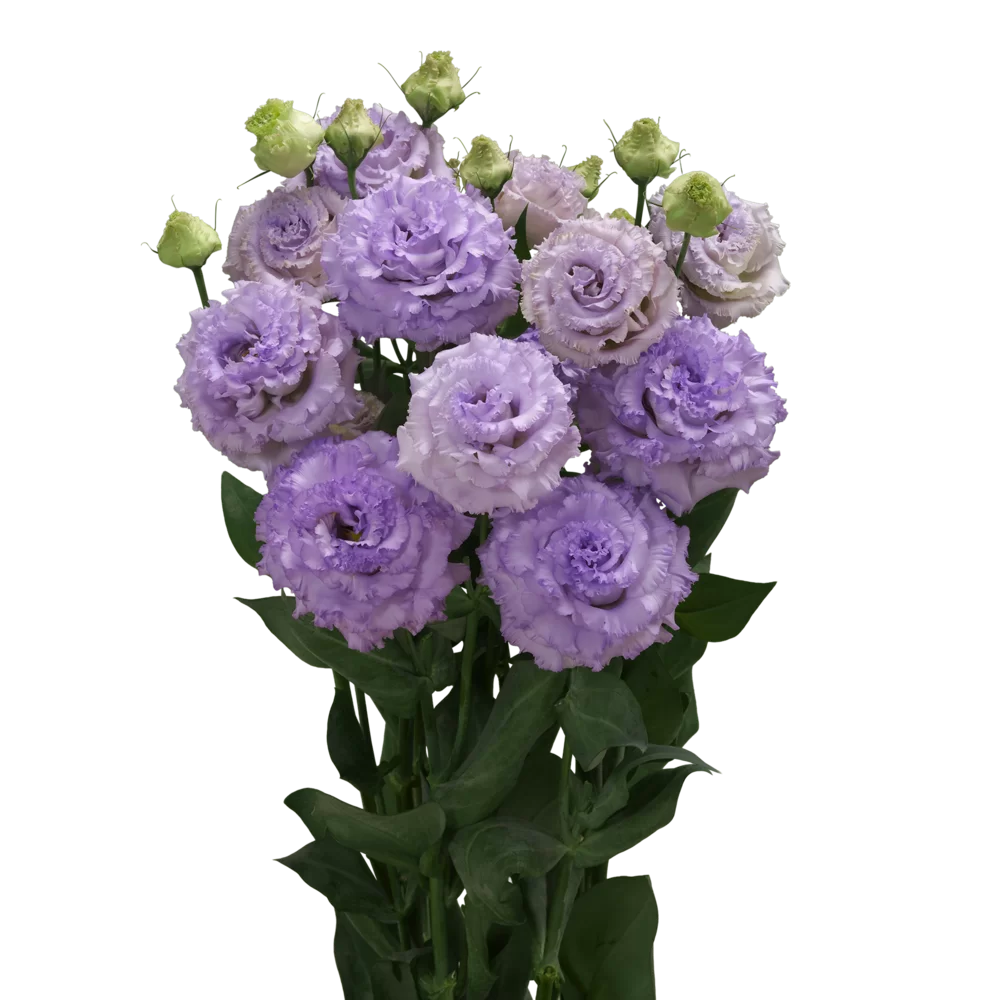 Lisianthus grandiflorum Corelli 1 Light Lavender