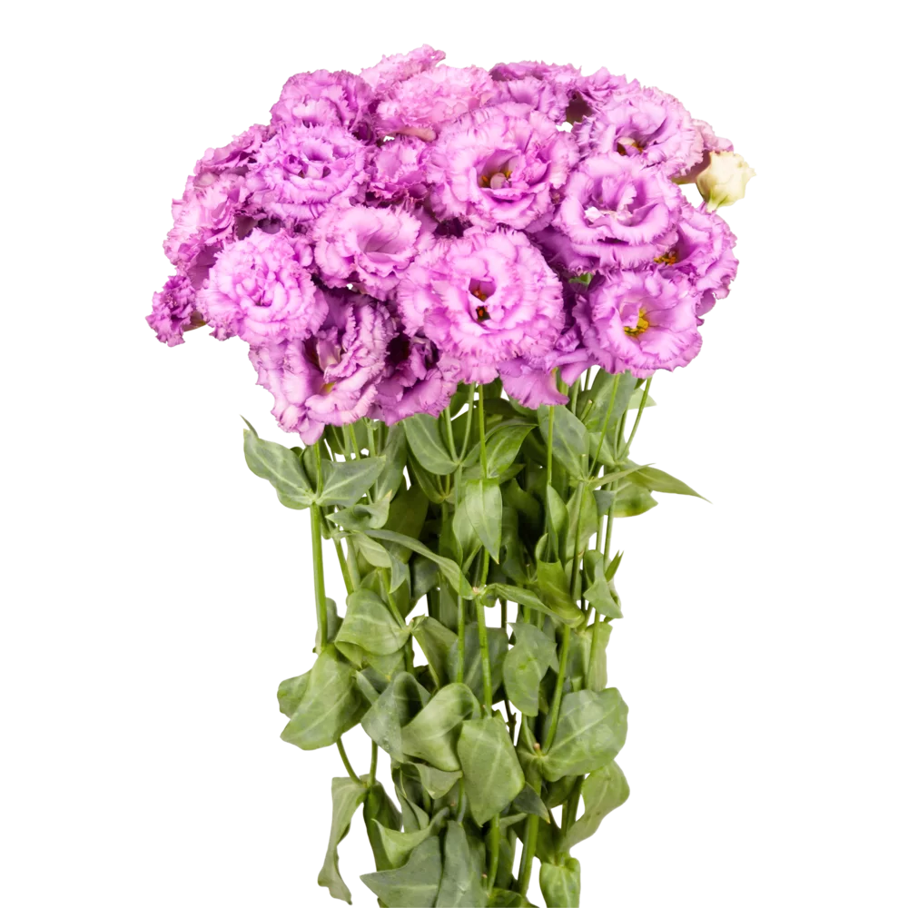 Lisianthus grandiflorum Celeb 1 Lilac
