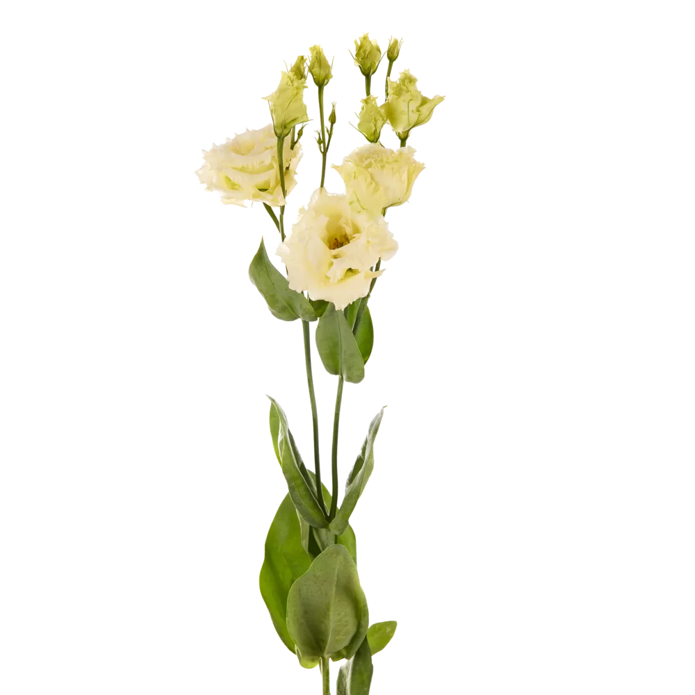 Lisianthus grandiflorum Alissa 2 Yellow Ver. 3