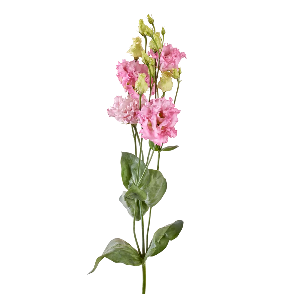 Lisianthus grandiflorum Alissa 2 Pink Ver. 3