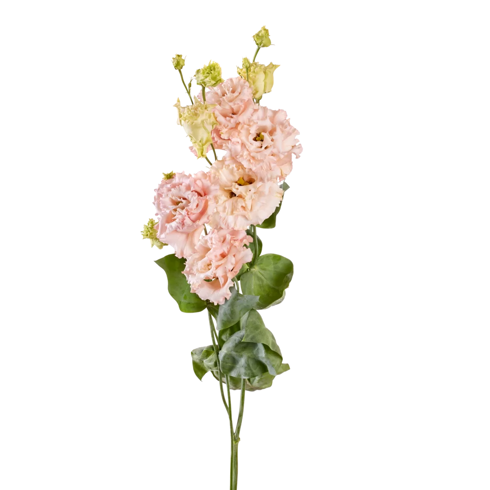 Lisianthus grandiflorum Alissa 2 Apricot