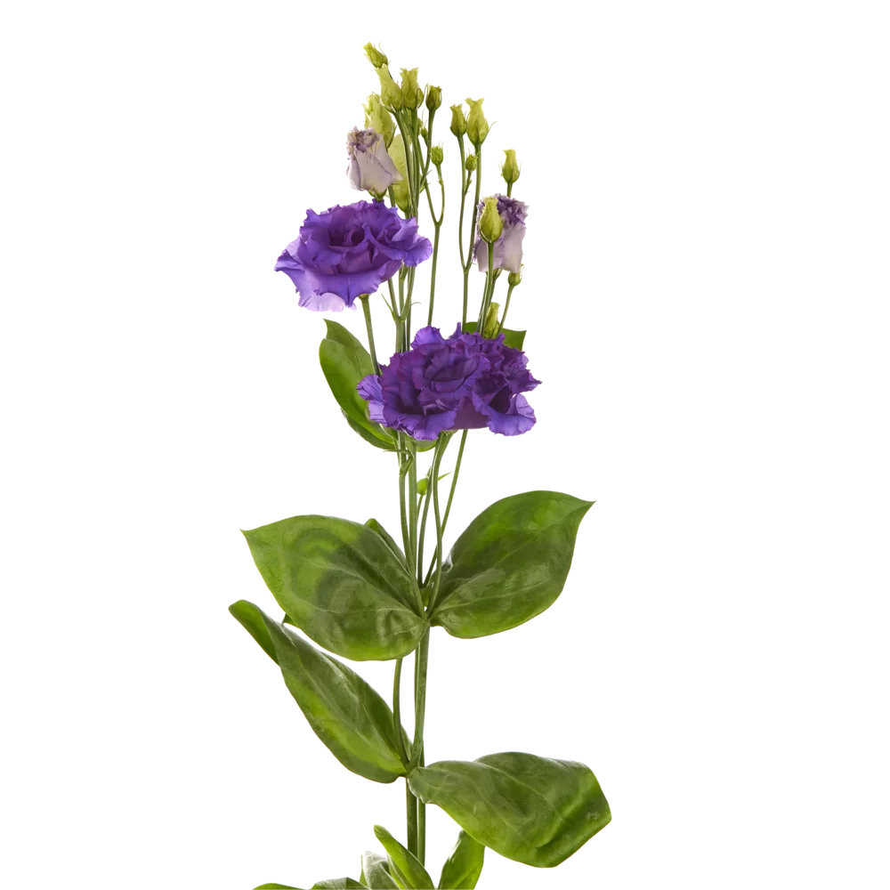 Lisianthus grandiflorum Alissa 2 Blue Ver. 2