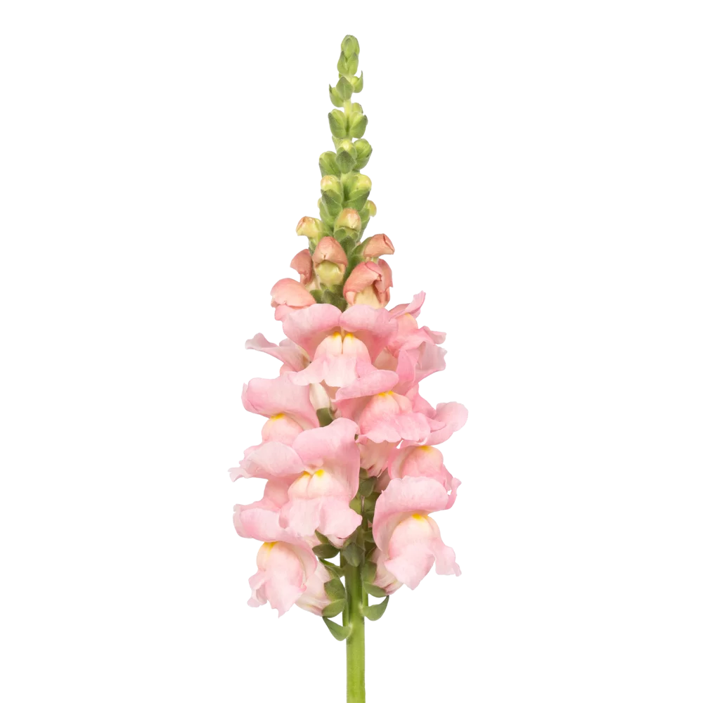 Antirrhinum majus Toulon 4 Pink