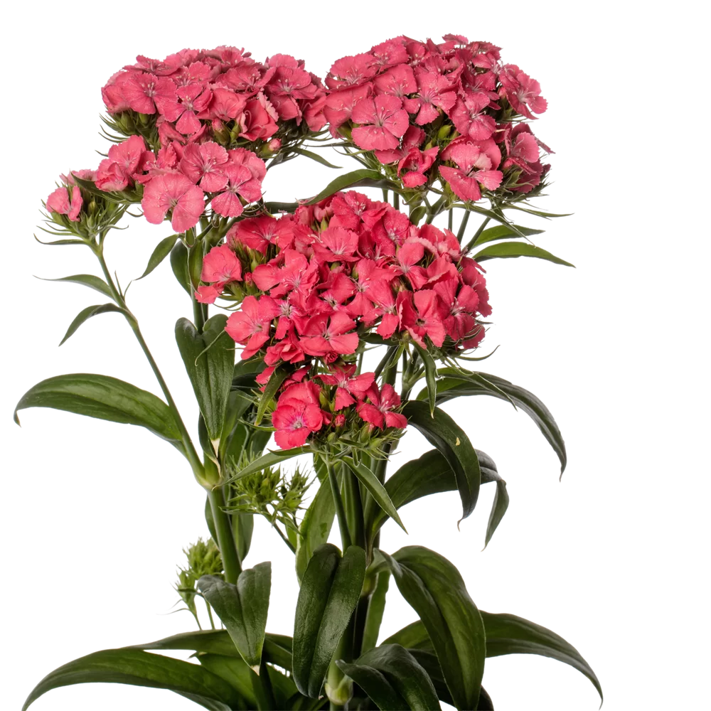 Dianthus barbatus Barbienne Salmon