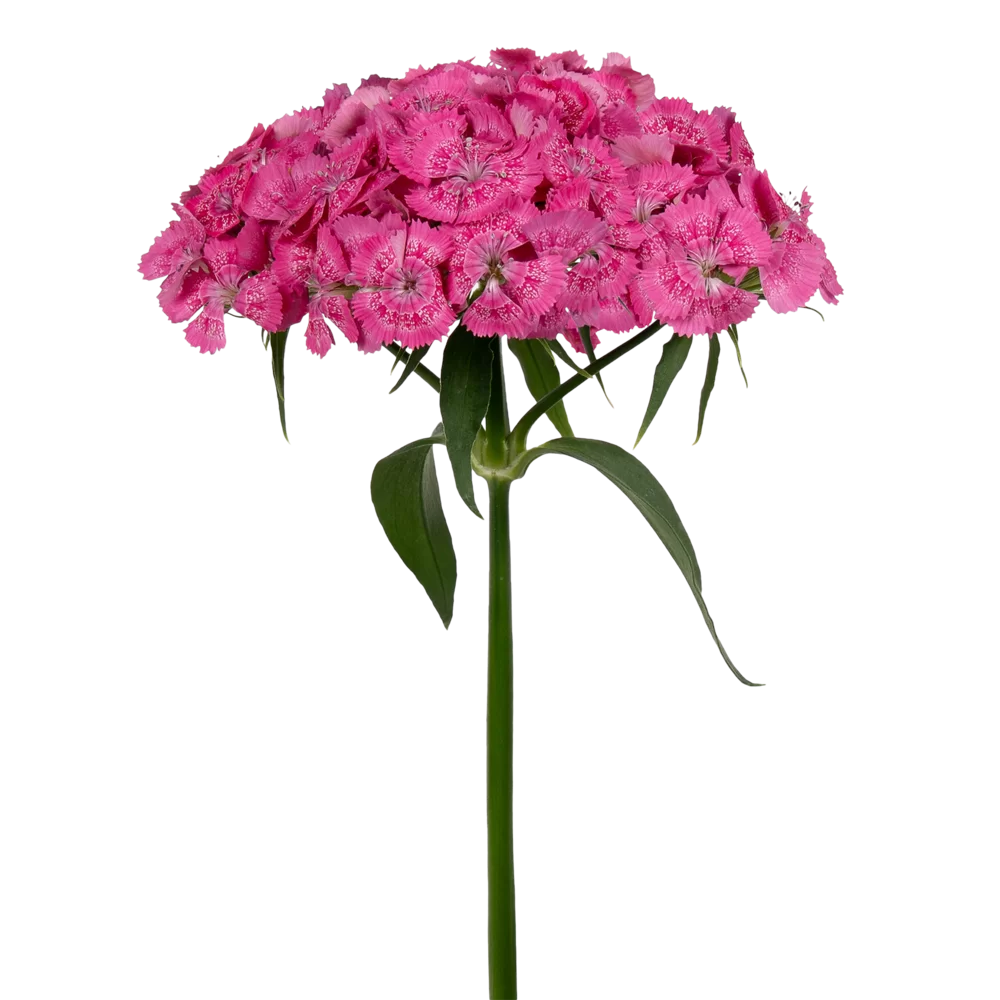 Dianthus barbatus Barbienne Rose