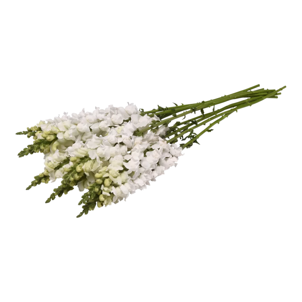 Antirrhinum majus Monaco 3 White Impr.