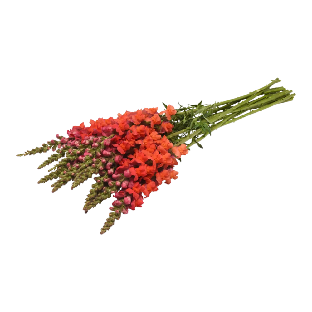 Antirrhinum majus Potomac 4 Bright Orange