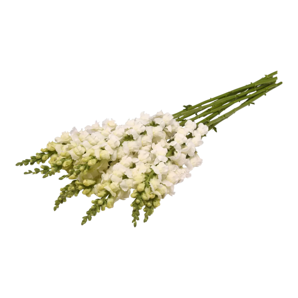 Antirrhinum majus Monaco 3 Ivory White