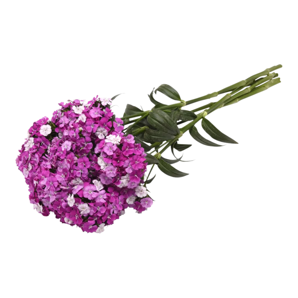 Dianthus barbatus Amazon Purple Magic