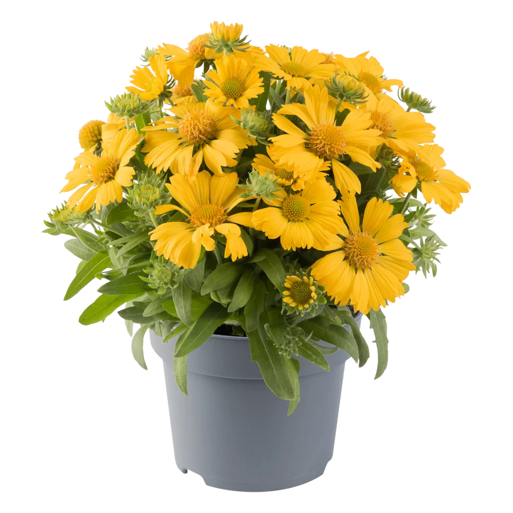 Gaillardia aristata Guapa Yellow
