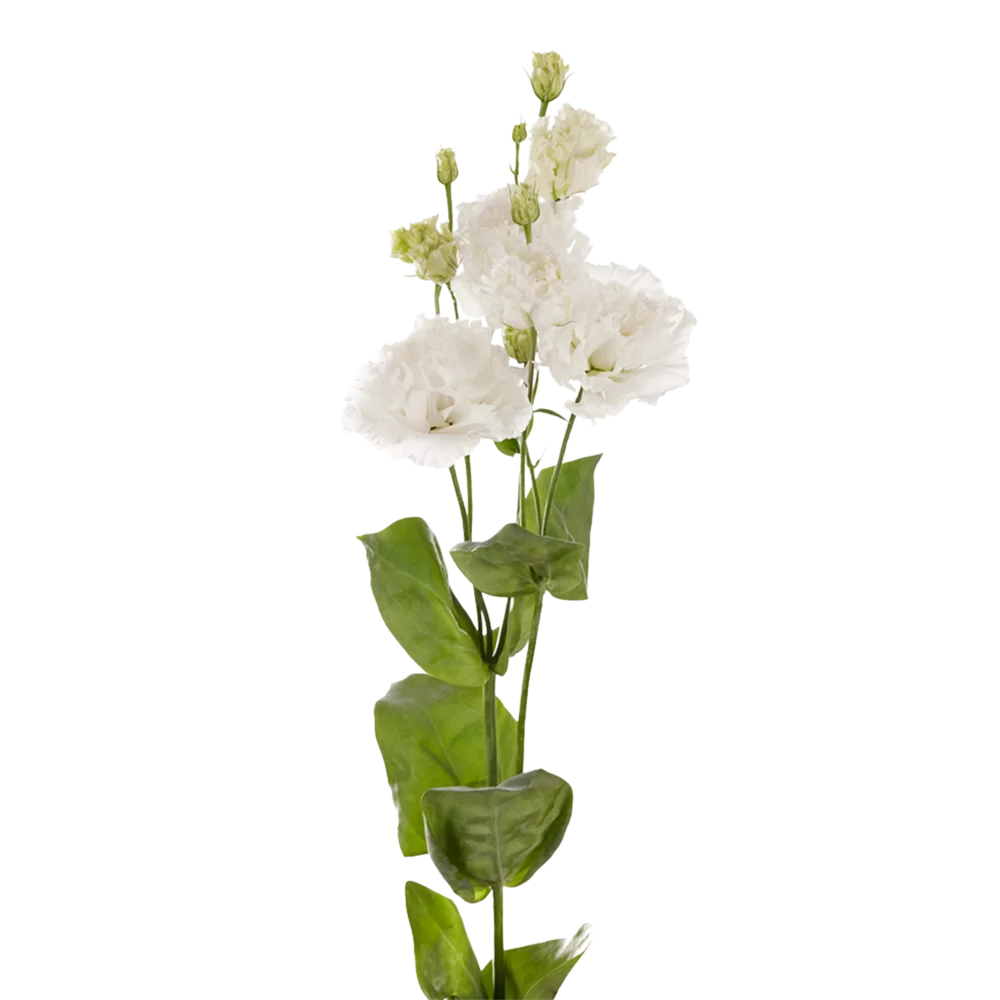 Lisianthus grandiflorum Alissa 2 Pure White