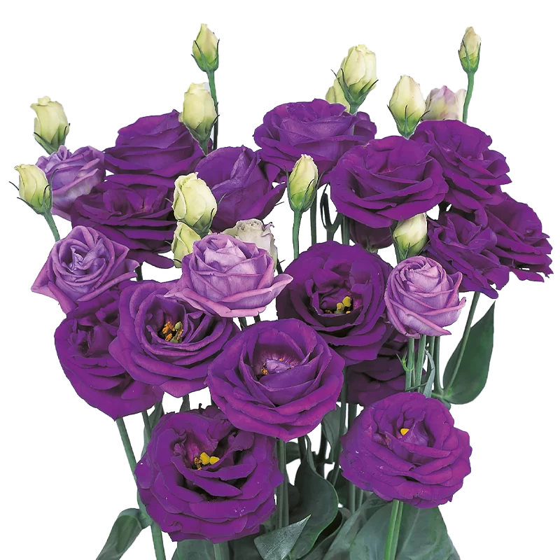 Lisianthus grandiflorum Rosita 1 Blue Ver. 2