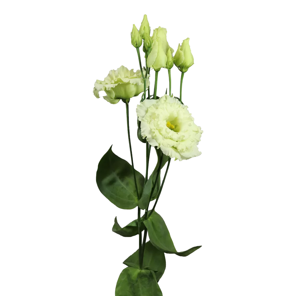 Lisianthus grandiflorum Alissa 2 Green Impr.