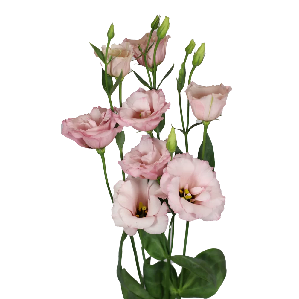 Lisianthus grandiflorum Aube 3 Light Pink