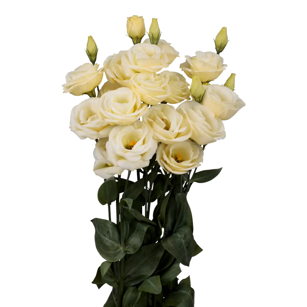 Lisianthus grandiflorum Rosita 3 Yellow Ver. 2