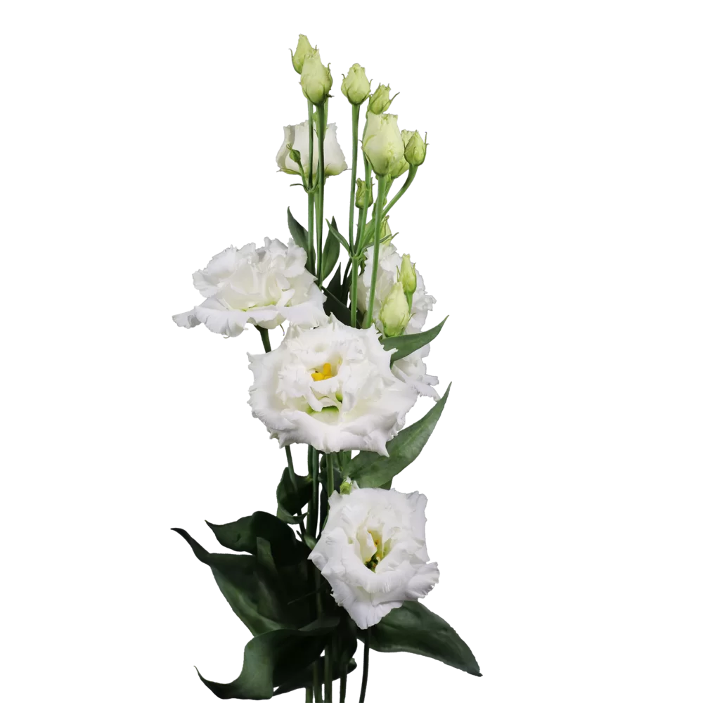 Lisianthus grandiflorum Alissa 1 Pure White