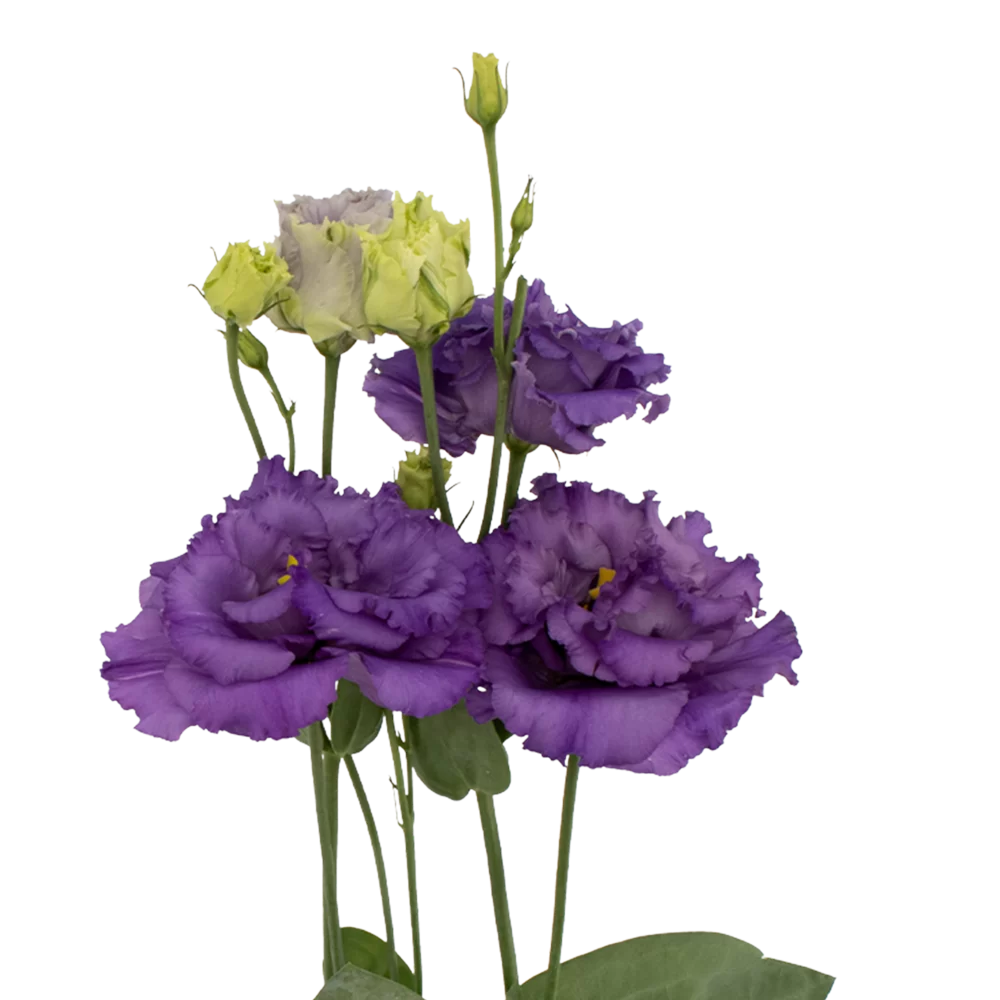 Lisianthus grandiflorum Alissa 1 Blue