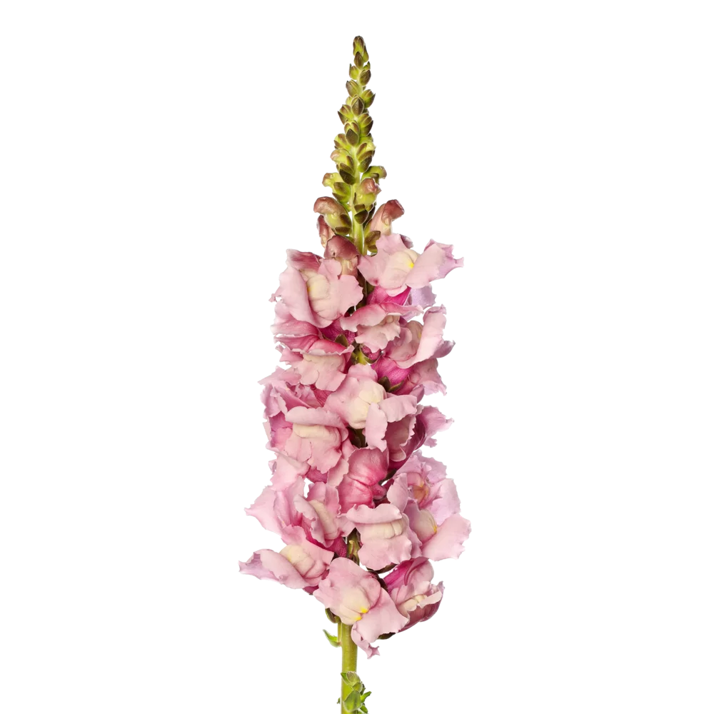 Antirrhinum majus Cannes 2-3 Lavender