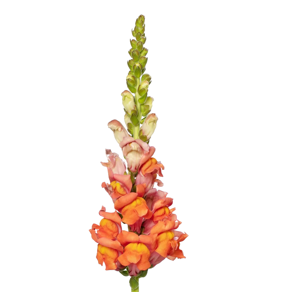 Antirrhinum majus Cannes 2-3 Dark Orange