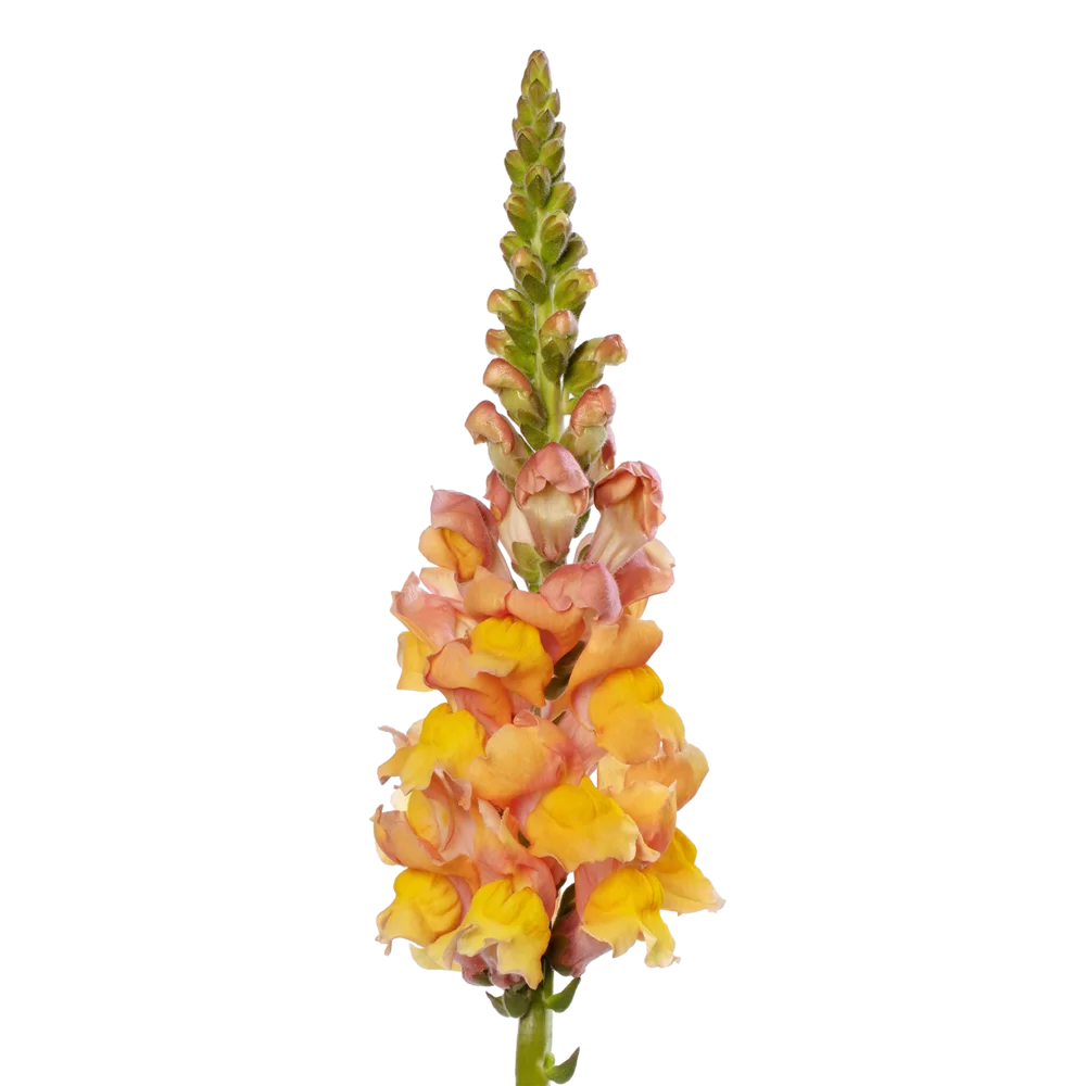 Antirrhinum majus Orleans 3-4 Dark Orange