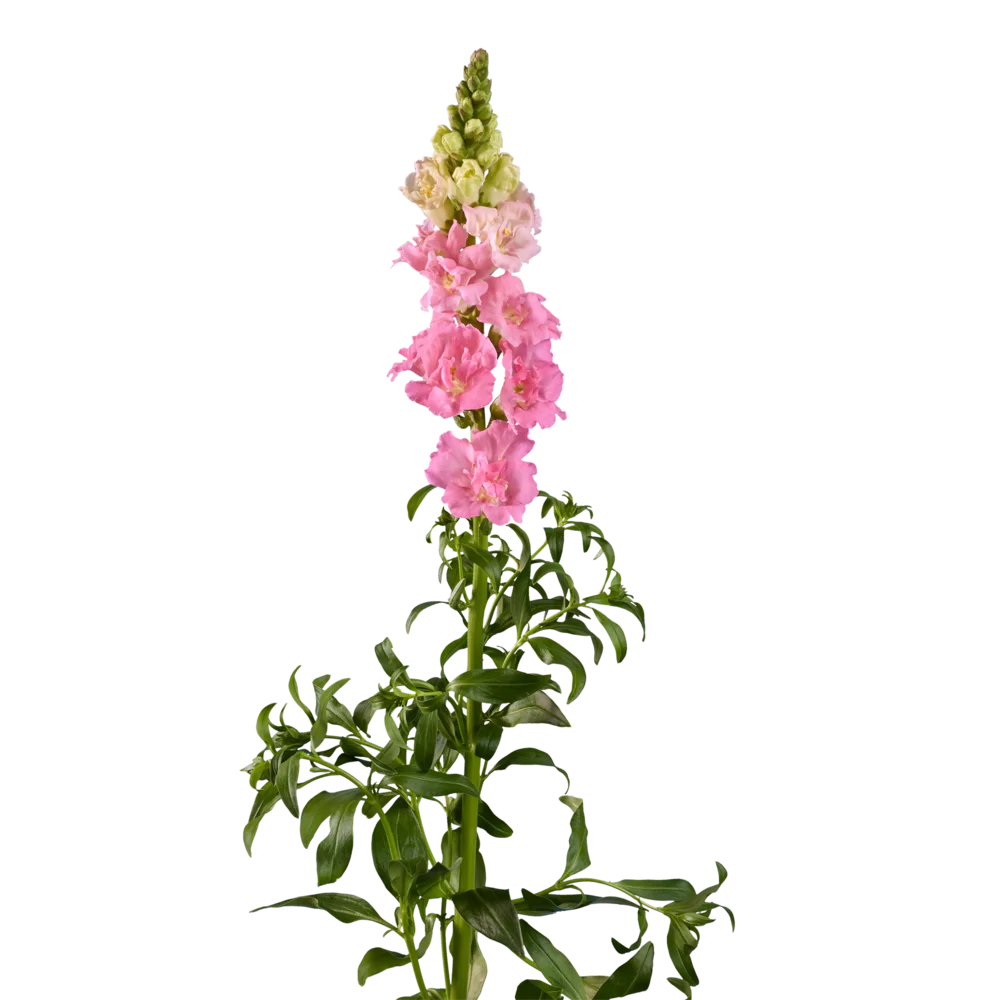 Antirrhinum majus Holly Double 3 Pink