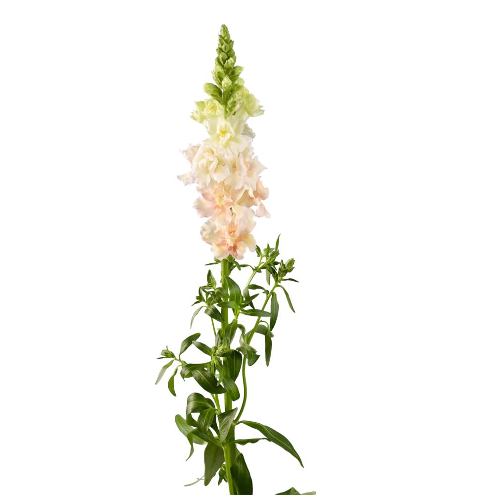 Antirrhinum majus Holly Double 2 Champagne