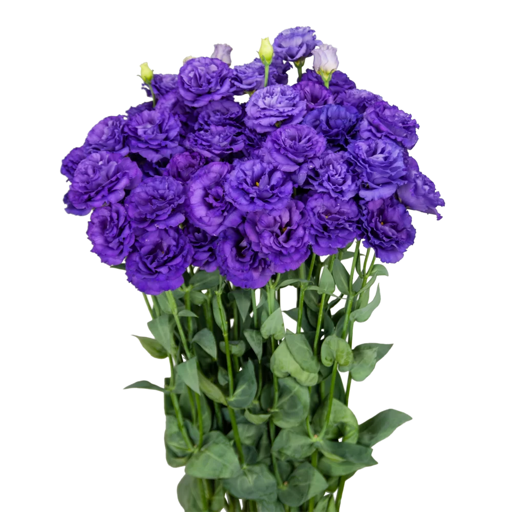 Lisianthus grandiflorum Sabrina 1 Blue