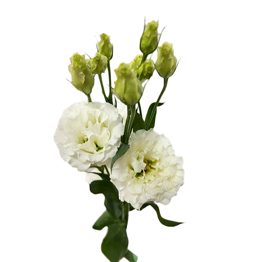 Lisianthus grandiflorum Alissa 3 White