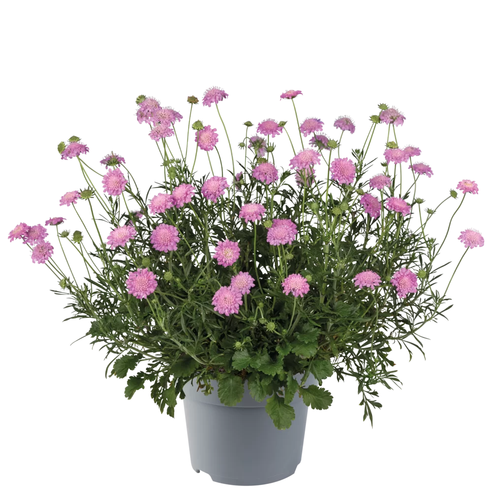 Scabiosa columbaria Atalanta® Dark Pink