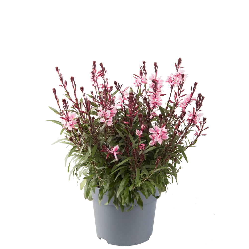Gaura lindheimeri Gaudi® Medium Pink