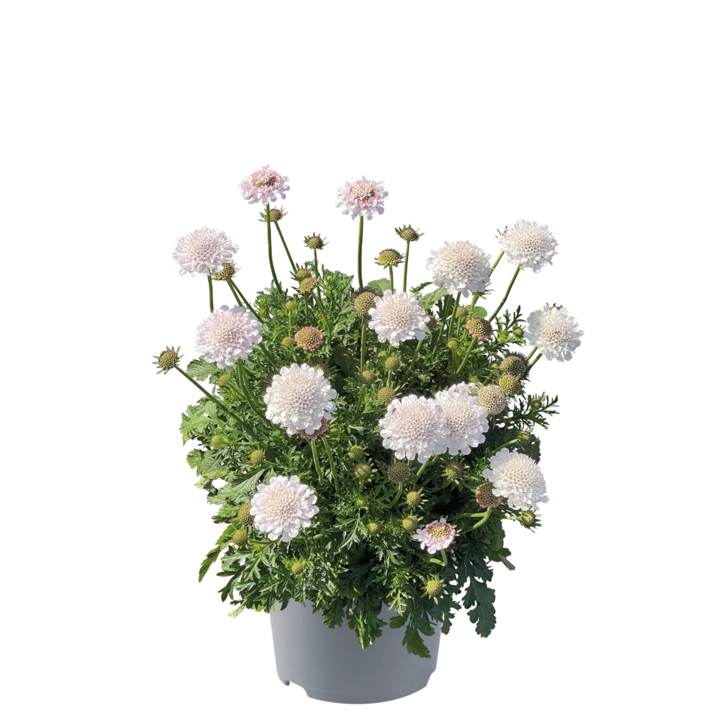 Scabiosa columbaria Atalanta® White