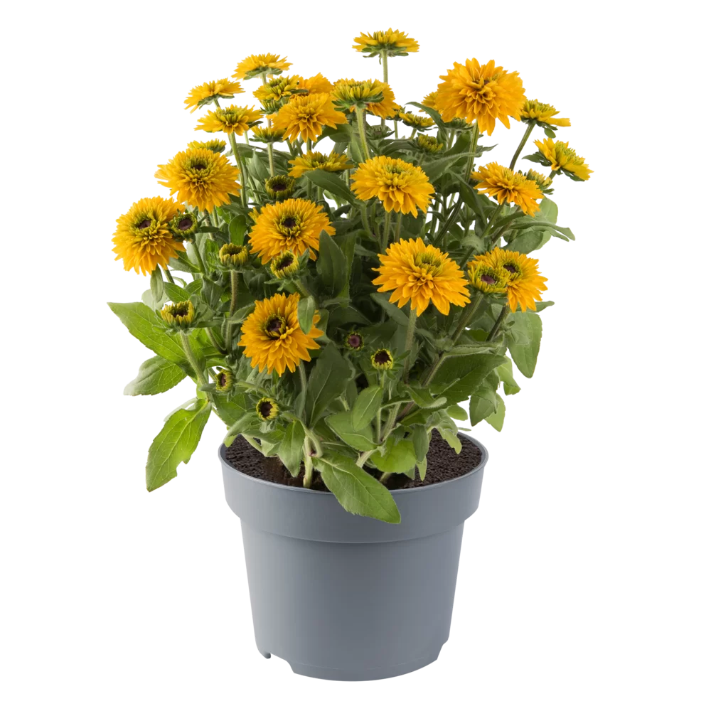 Rudbeckia hirta Rudy Double Yellow