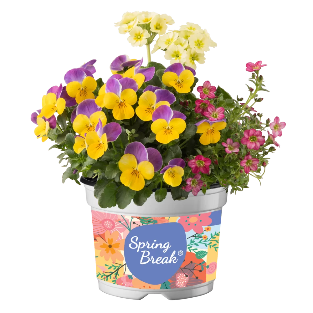 Viola cornuta EVO® Mini Yellow Pink Jump Up/Sorbet XP