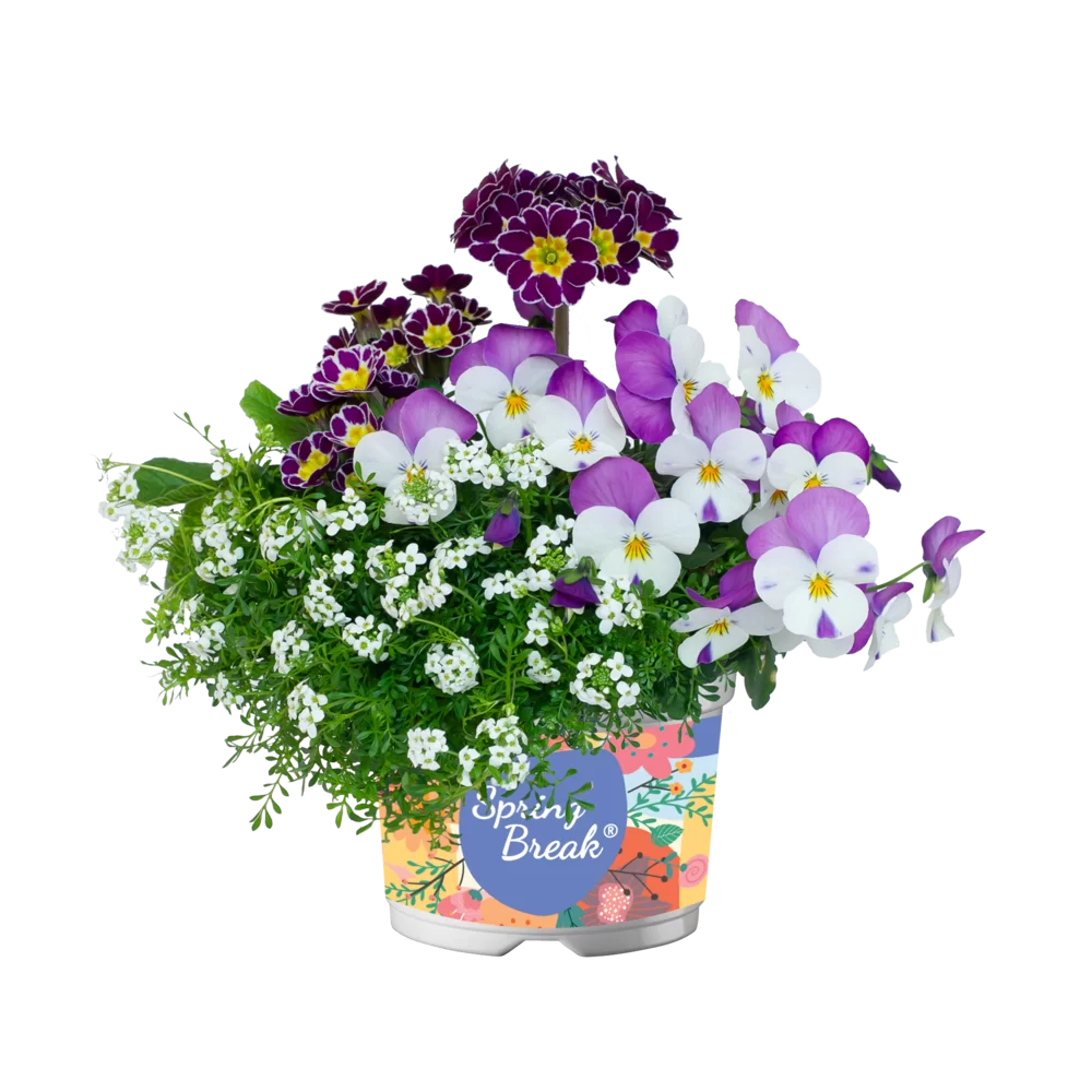 Primula veris Little Queen Violet