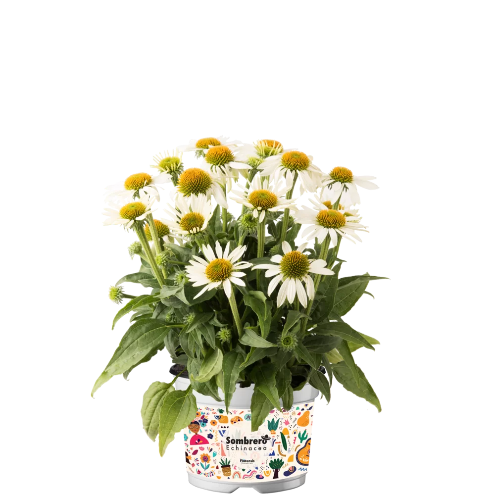 Echinacea purpurea - Sombrero® Compact - White