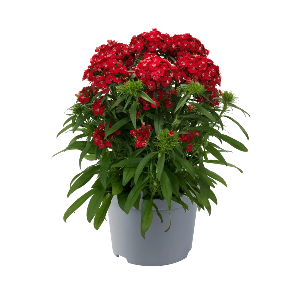 Dianthus x barbatus Dart Scarlet