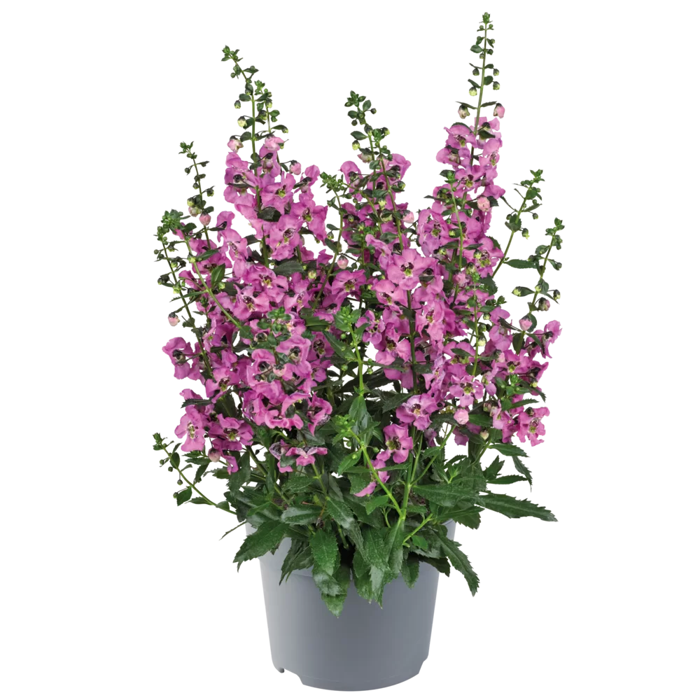 Angelonia angustifolia Archangel™ Pink