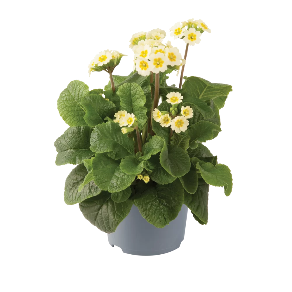 Primula veris Little Queen Lime