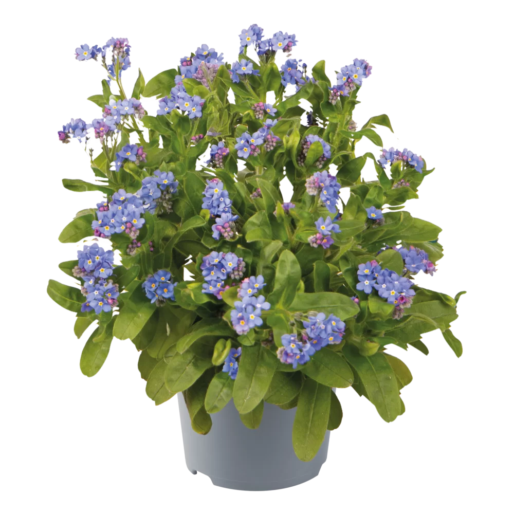 Myosotis sylvatica Miro