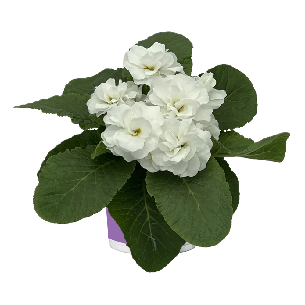 Primula vulgaris Pom Pom F1 Mid White