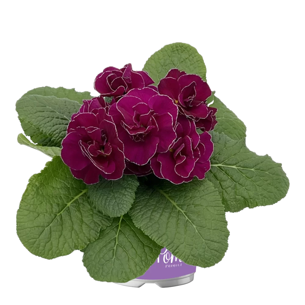 Primula vulgaris Pom Pom F1 Mid Lilac Picotee