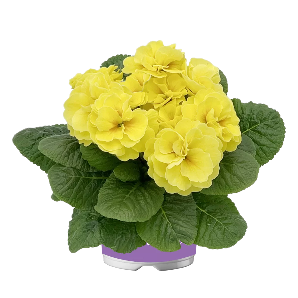 Primula vulgaris Pom Pom F1 Early Light Yellow