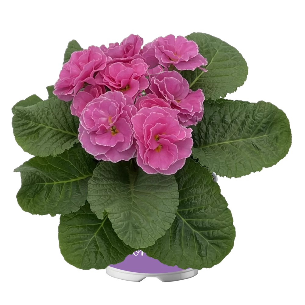Primula vulgaris Pom Pom F1 Early Pink Impr.